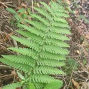Dryopteris filix-mas (L.) SchottDryopteris filix-mas (L.) Schott