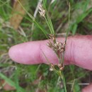 Juncus tenuis Willd.Juncus tenuis Willd.