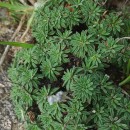 Armeria pubigera (Desf.) Boiss.Armeria pubigera (Desf.) Boiss.