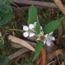 Rubus sampaioanus Sudre ex Samp.Rubus sampaioanus Sudre ex Samp.