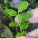 Vaccinium myrtillus L.Vaccinium myrtillus L.