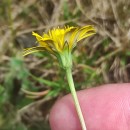 Leontodon saxatilis Lam.Leontodon saxatilis Lam.
