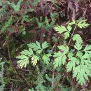 Physospermum cornubiense (L.) DC.Physospermum cornubiense (L.) DC.