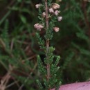 Calluna vulgaris (L.) HullCalluna vulgaris (L.) Hull