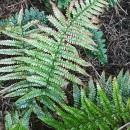 Dryopteris affinis - Grupo (Lowe) Fraser-JenkinsDryopteris affinis - Grupo (Lowe) Fraser-Jenkins