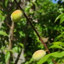 Prunus persica (L.) BatschPrunus persica (L.) Batsch
