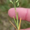 Poa infirma KunthPoa infirma Kunth