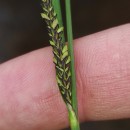 Carex reuteriana Boiss.Carex reuteriana Boiss.