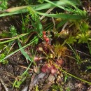 Drosera intermedia HayneDrosera intermedia Hayne