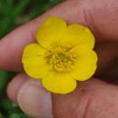 Ranunculus bulbosus  L.Ranunculus bulbosus  L.