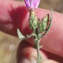 Centaurea aristata  Hoffmanns. & LinkCentaurea aristata  Hoffmanns. & Link