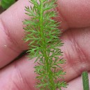 Achillea millefolium L.Achillea millefolium L.