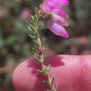 Erica tetralix L.Erica tetralix L.