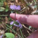 Mentha pulegium L.Mentha pulegium L.