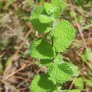 Mentha suaveolens Ehrh.Mentha suaveolens Ehrh.