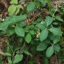 Lonicera periclymenum L. subsp. periclymenumLonicera periclymenum L. subsp. periclymenum