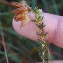 Erica tetralix L.Erica tetralix L.