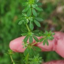 Galium mollugo L.Galium mollugo L.