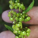 Rumex crispus L.Rumex crispus L.