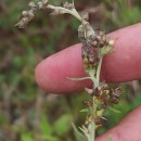 Gamochaeta antillana (Urb.) Anderb.Gamochaeta antillana (Urb.) Anderb.