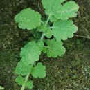Chelidonium majus L.Chelidonium majus L.