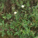 Cistus inflatus Pourr. ex DemolyCistus inflatus Pourr. ex Demoly