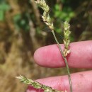 Echinochloa crus-galli (L.) Beauv.Echinochloa crus-galli (L.) Beauv.