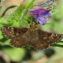 Erynnis tages (Linnaeus, 1758)Erynnis tages (Linnaeus, 1758)