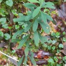 Euphorbia amygdaloides  L.Euphorbia amygdaloides  L.