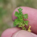 Aphanes australis Rydb.Aphanes australis Rydb.