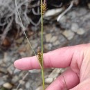 Carex binervis Sm.Carex binervis Sm.