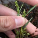 Echinochloa colonum (L.) LinkEchinochloa colonum (L.) Link