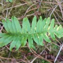 Polypodium interjectum ShivasPolypodium interjectum Shivas