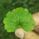 Glechoma hederacea L.Glechoma hederacea L.