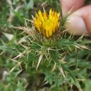 Carlina hispanica Lam. subsp. hispanica .Carlina hispanica Lam. subsp. hispanica .