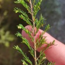 Erica arborea L.Erica arborea L.