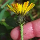 Picris hieracioides L.Picris hieracioides L.