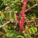 Rosa spinosissima L.Rosa spinosissima L.