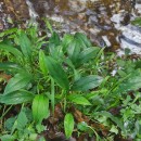 Omphalodes nitida Hoffmanns. & LinkOmphalodes nitida Hoffmanns. & Link