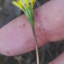 Leontodon saxatilis Lam.Leontodon saxatilis Lam.