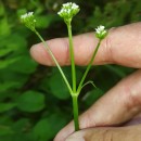 Valeriana dioica L.Valeriana dioica L.