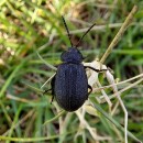 Galeruca sp. Geoffroy, 1762Galeruca sp. Geoffroy, 1762