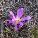 Colchicum montanum L.Colchicum montanum L.