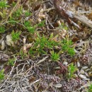 Thymus caespititius Brot.Thymus caespititius Brot.