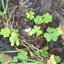 Oxalis corniculata L.Oxalis corniculata L.