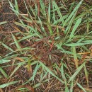 Paspalum dilatatum Poir.Paspalum dilatatum Poir.