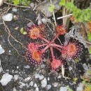 Drosera rotundifolia L.Drosera rotundifolia L.