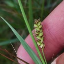 Carex panicea L.Carex panicea L.
