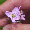 Cardamine pratensis  L.Cardamine pratensis  L.