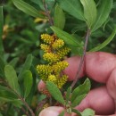 Myrica gale L.Myrica gale L.